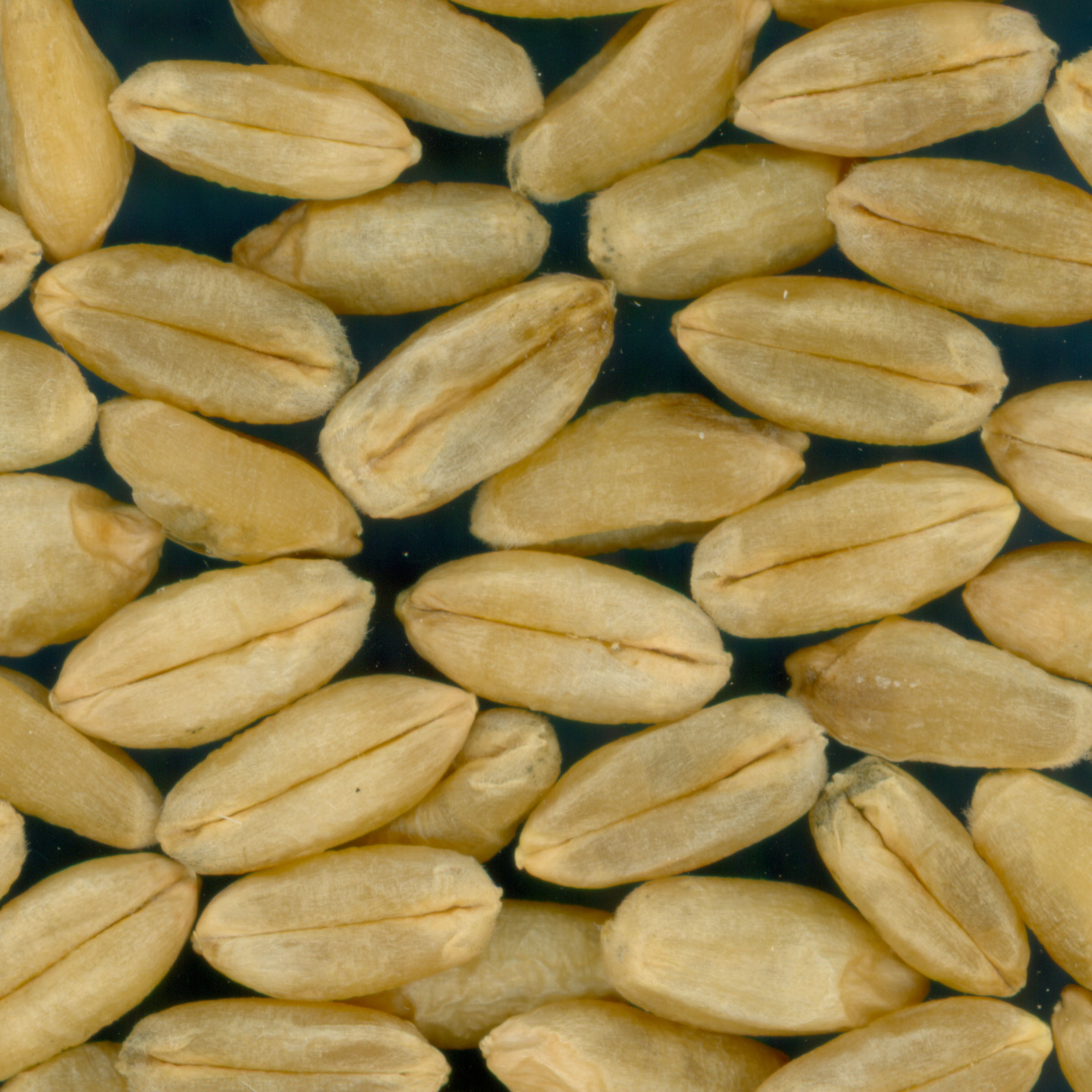 Click for 3 image(s) for this accession. KERNELS